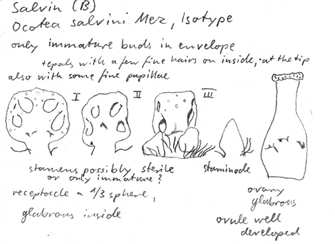 Vorschaubild Ocotea salvinii Mez